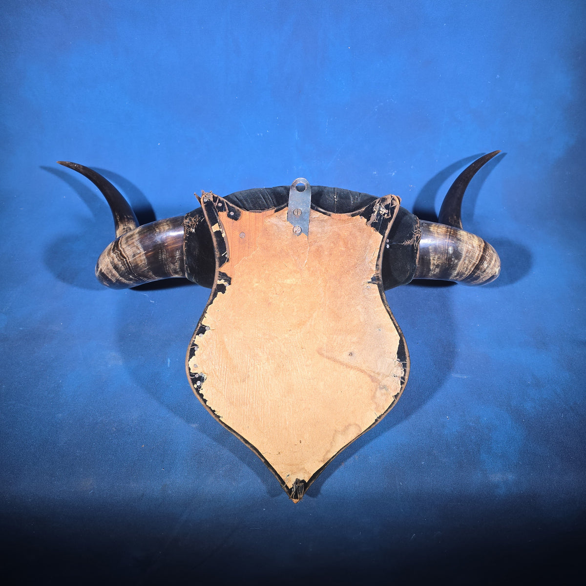 Antique Mounted Steer Horn and Hoof Wall Display on Velvet-Covered Shield Plaque