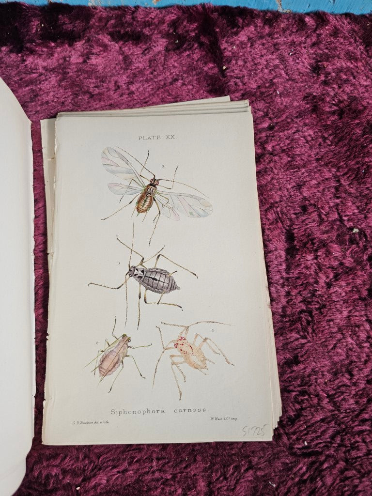 1873 Insect Plate Lot 074 - Grouping Of Antique Hand Colored Insect Book Plates, Natural ...