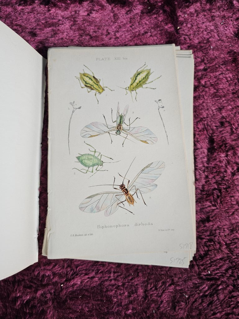 Old Insect Book Lot 074 - Grouping Of Antique Hand Colored Insect Book Plates, Natural ...