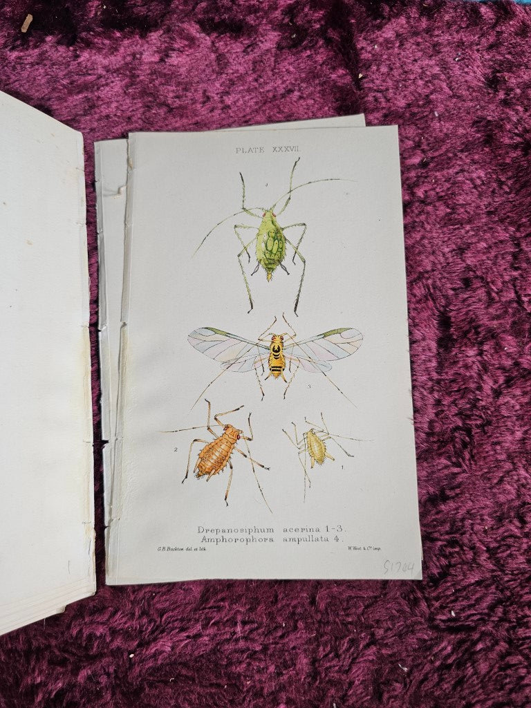 1873 Insect Plate Lot 074 - Grouping Of Antique Hand Colored Insect Book Plates, Natural ...
