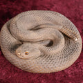 Lot 025 - Vintage Chalkware Rattlesnake Decoy Statue, Missing Eye, Various Chipping
