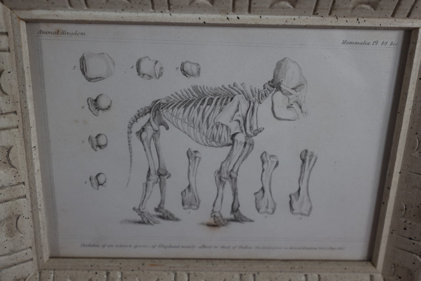 Lot 058 - Antique Book Plate Of Extinct Elephant Species Skeleton In Modern Frame
