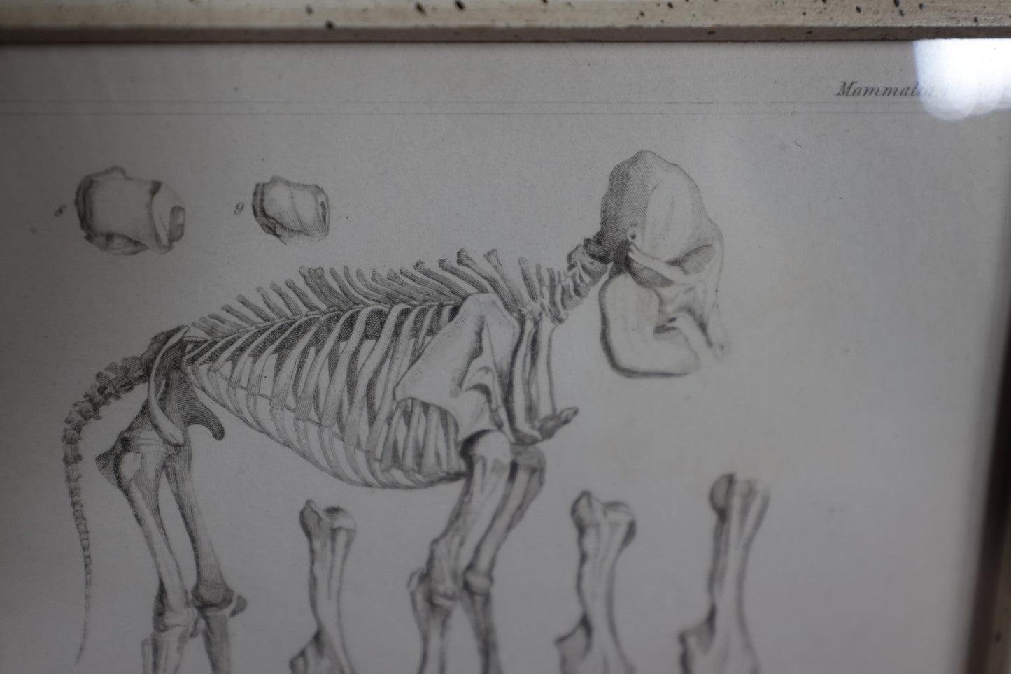 Lot 058 - Antique Book Plate Of Extinct Elephant Species Skeleton In Modern Frame