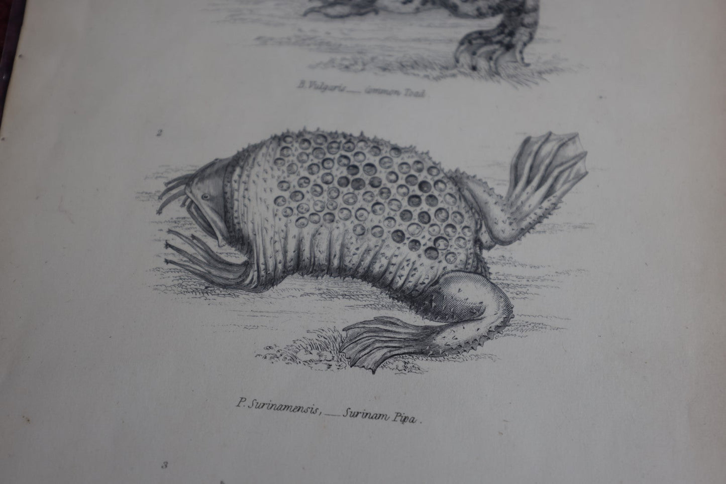 Lot 075 - Grouping Of Five Antique Book Plates Of Animals - Reptiles, Frogs, Fish, Lizards, Skeletons, William Mackenzi, Glasgow, Edinburgh, London, & New York, Signed Nathanial J. Holmes, J. Lowry 