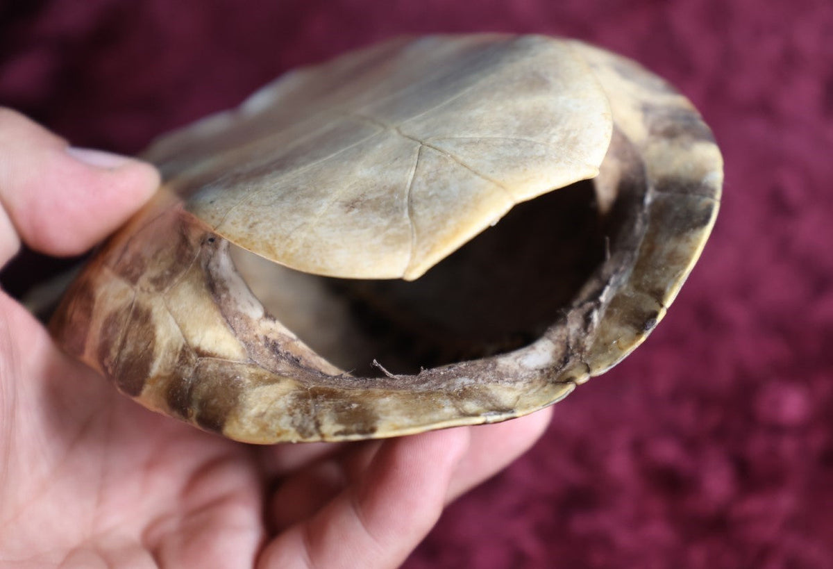 Old Turtle Shell Picks Lot 064 - Vintage Preserved Taxidermy Turtle Shell, Note Varnish, Chip ...