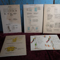 Lot 113 - Five Piece Vintage Medical Poster Lot, Showing Anatomy, Osteology, Spine And More