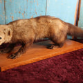 Lot 006 - Vintage Full Mount Taxidermy Fisher Cat On Wood Base With Felt Bottom, Approximately 36"