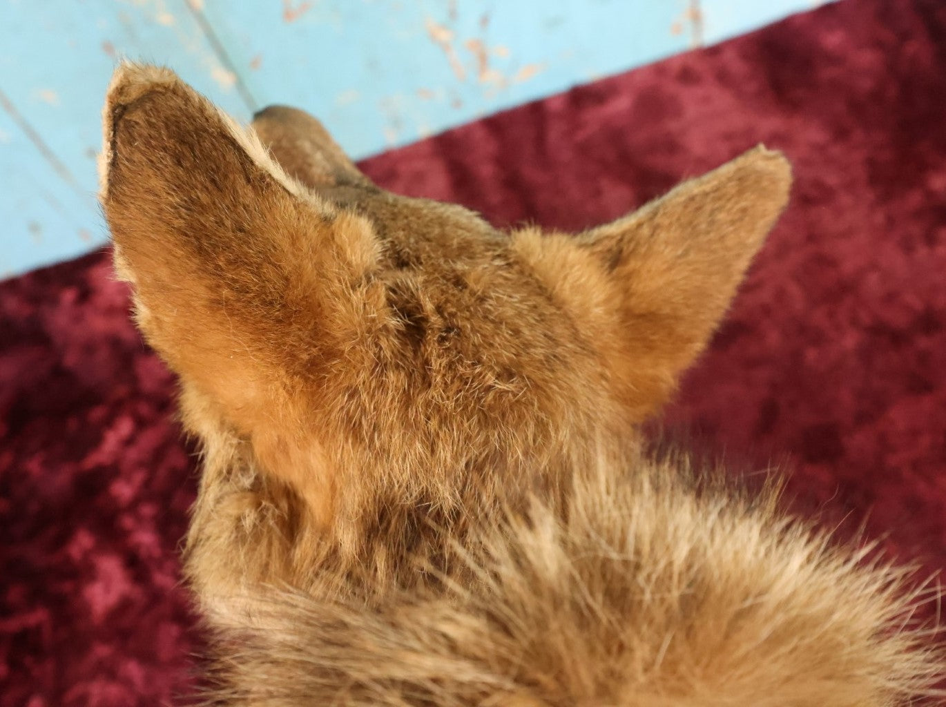 Lot 002 - Taxidermy Coyote Head Mount In Dramatic Howling, Grinning Pose