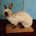 Lot 003 - Vintage Full Mount Taxidermy White Rabbit On Base