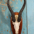 Lot 005 - Vintage African Springbok Skull European Taxidermy Mount, Namibia, 1998