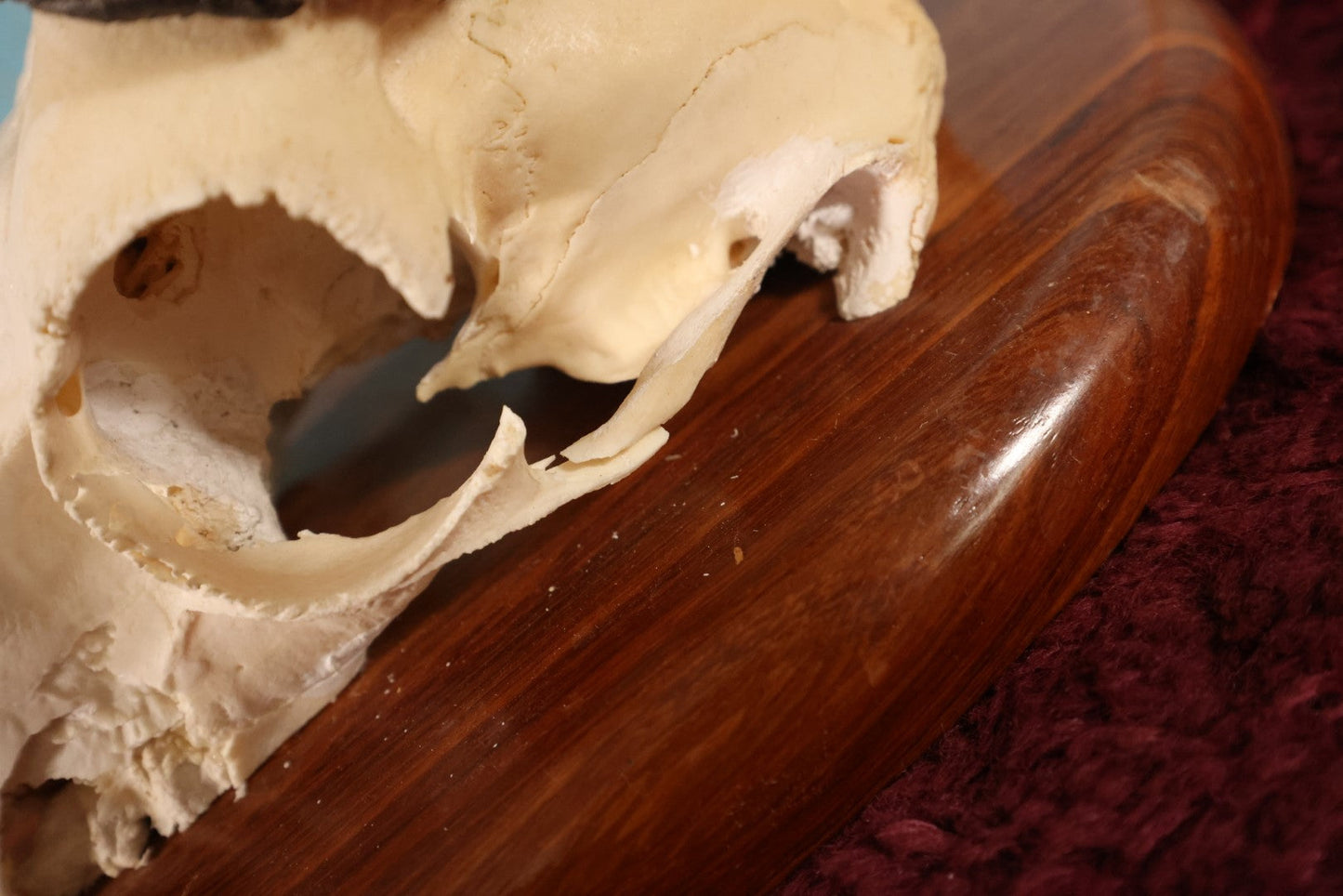 Lot 005 - Vintage African Springbok Skull European Taxidermy Mount, Namibia, 1998