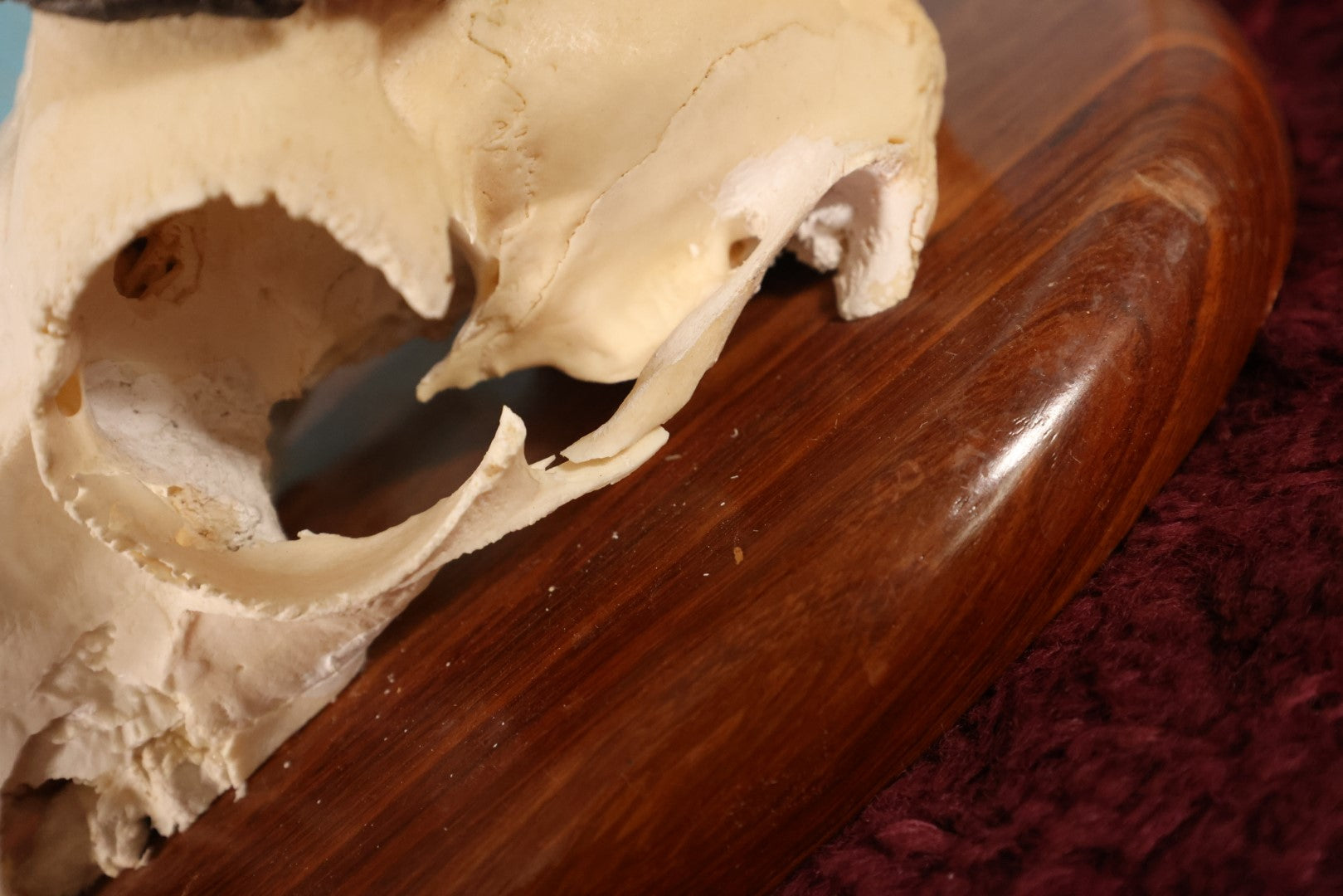 Lot 005 - Vintage African Springbok Skull European Taxidermy Mount, Namibia, 1998