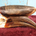 Lot 007 - Hornbill Tropical Bird Skull (Larger Size)