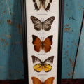 Lot 018 - Framed Butterfly Mount Display, Five Butterflies: Common Nawab, Glassy Tiger, Tawny Rajah, Spotted Sawtooth, Cruiser