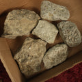 Lot 050 - Grouping Of Six Various Fossils, Appear To Be Small Shell Creatures And More, As Found