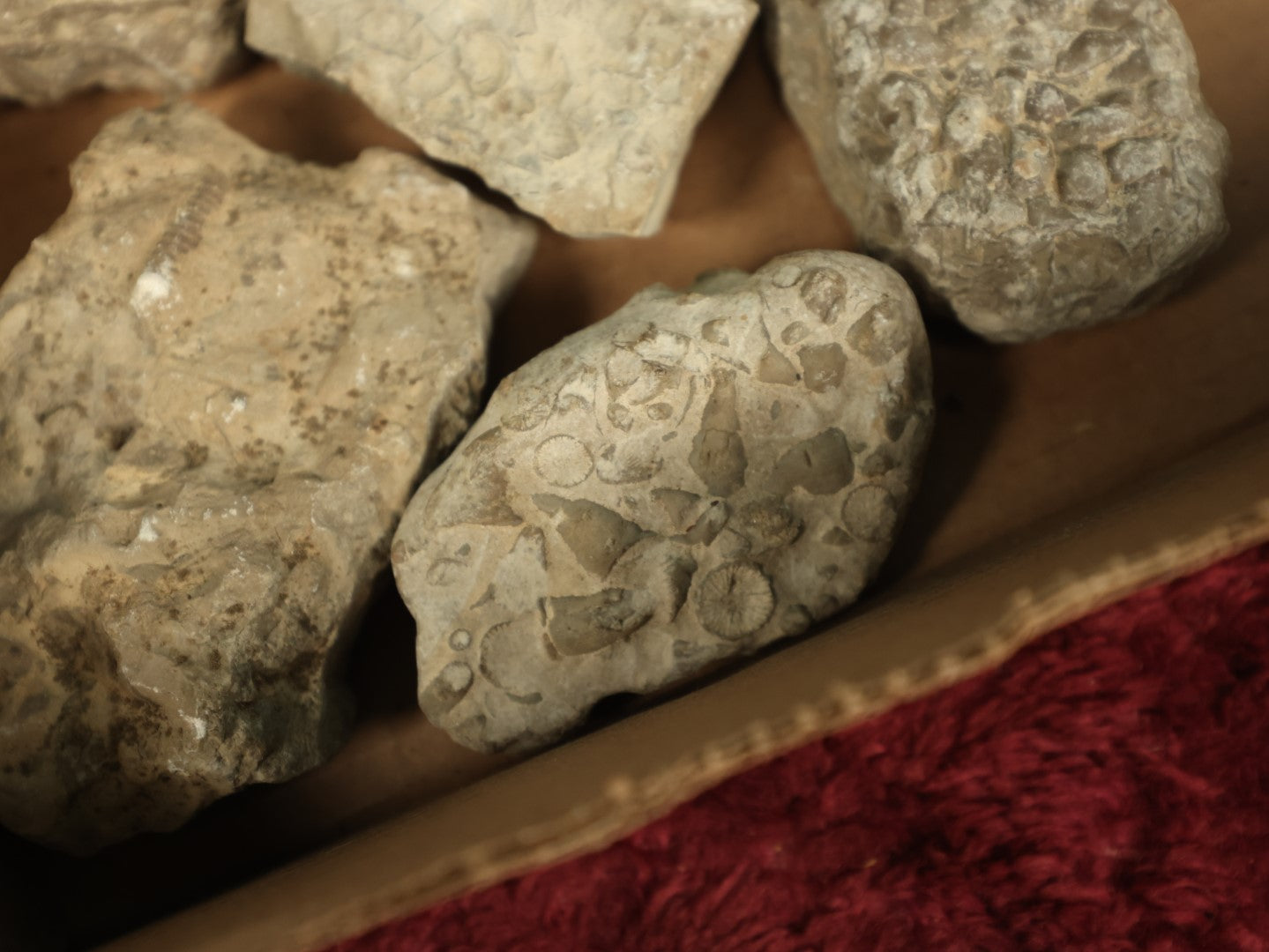Lot 050 - Grouping Of Six Various Fossils, Appear To Be Small Shell Creatures And More, As Found