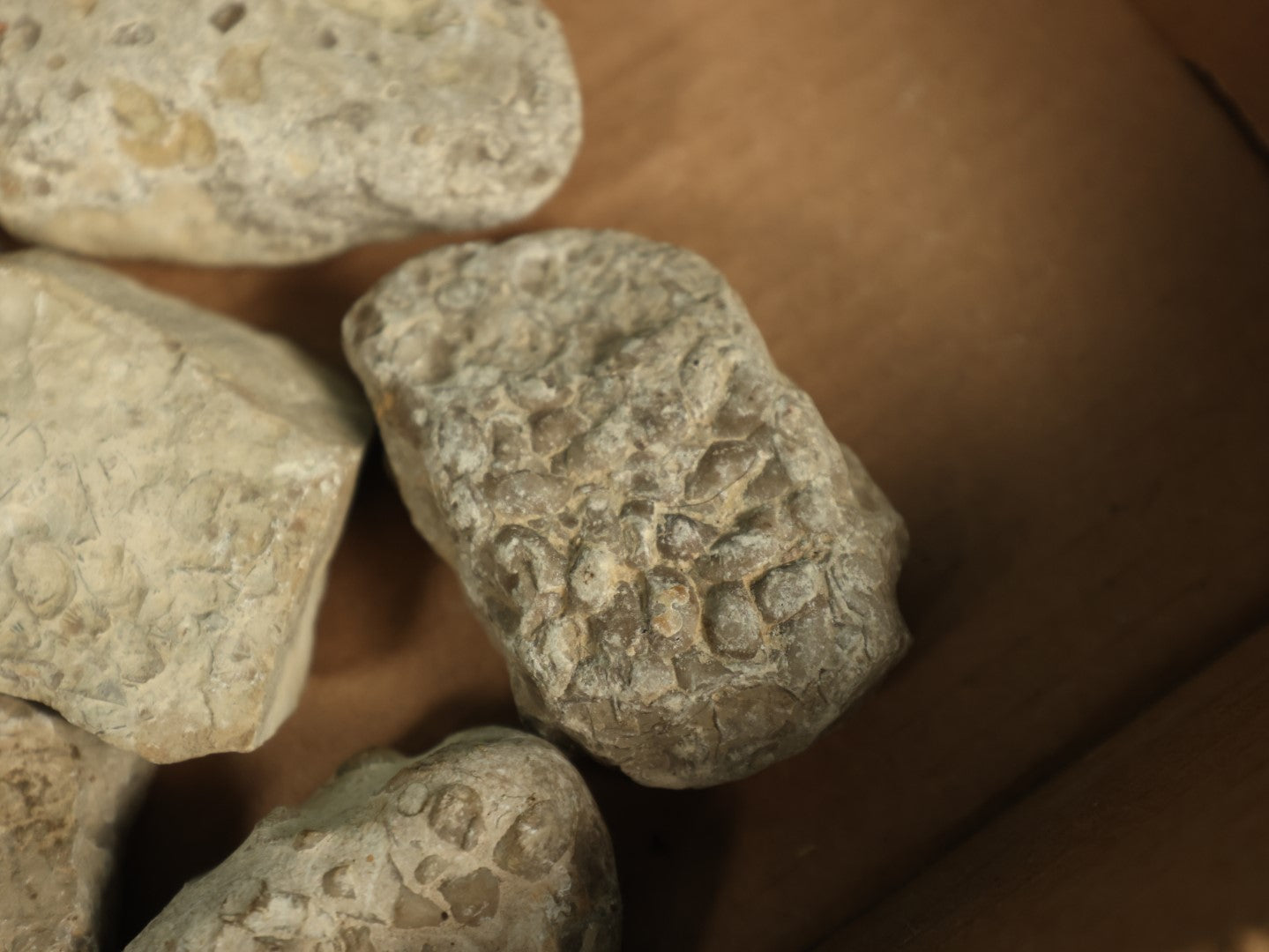 Lot 050 - Grouping Of Six Various Fossils, Appear To Be Small Shell Creatures And More, As Found
