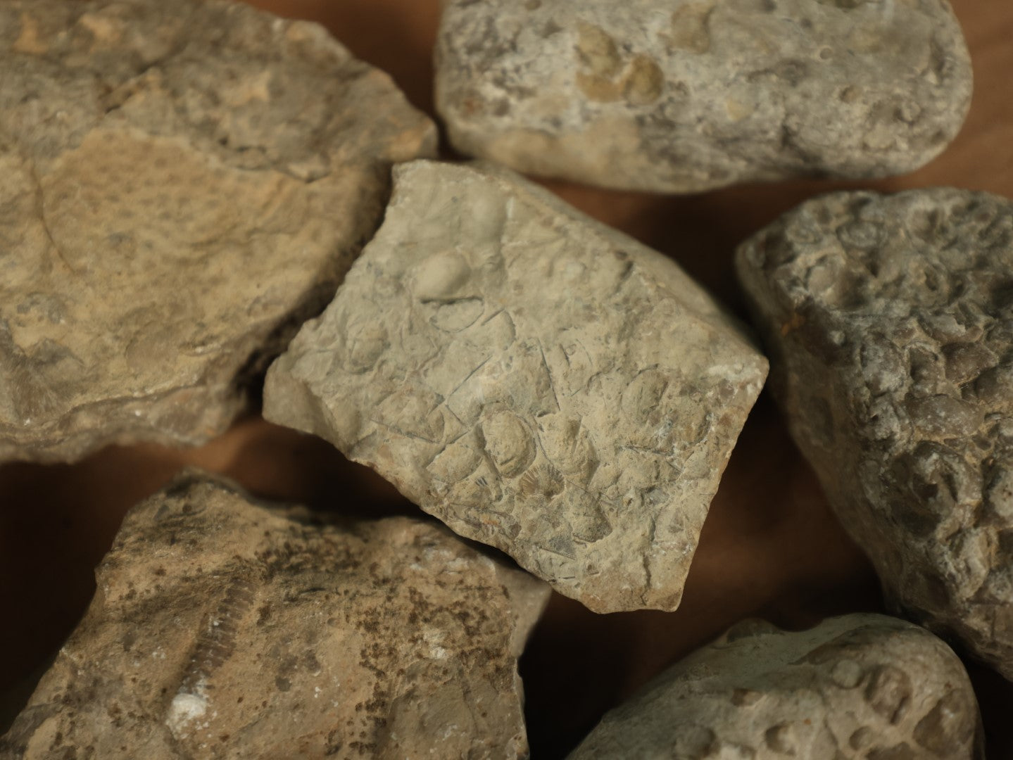 Lot 050 - Grouping Of Six Various Fossils, Appear To Be Small Shell Creatures And More, As Found
