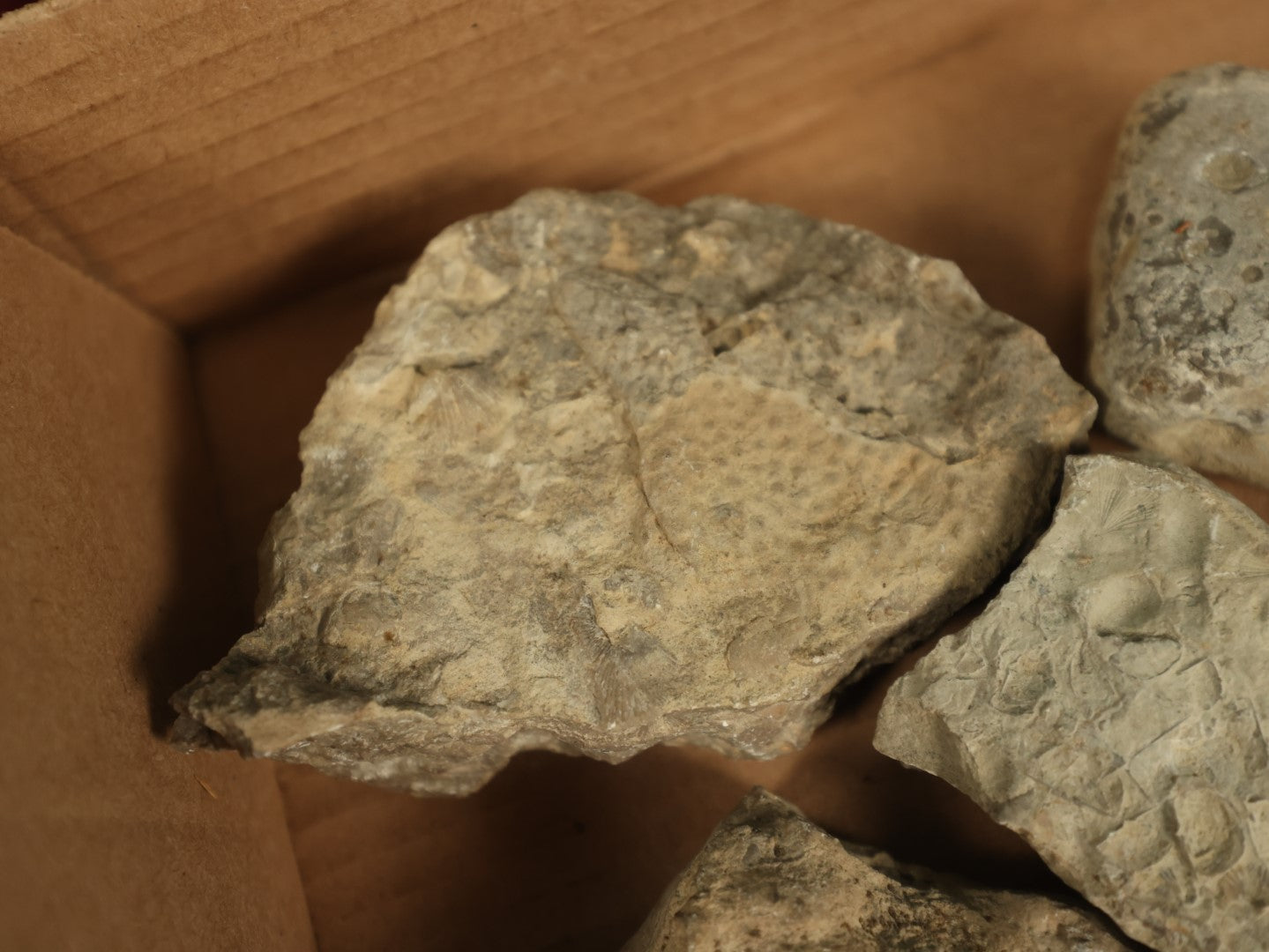 Lot 050 - Grouping Of Six Various Fossils, Appear To Be Small Shell Creatures And More, As Found