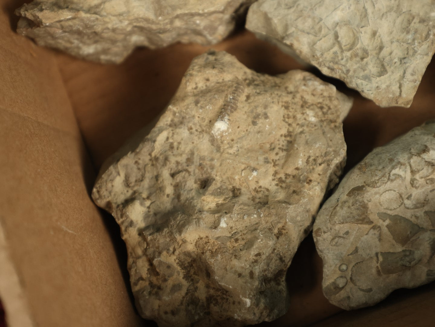 Lot 050 - Grouping Of Six Various Fossils, Appear To Be Small Shell Creatures And More, As Found