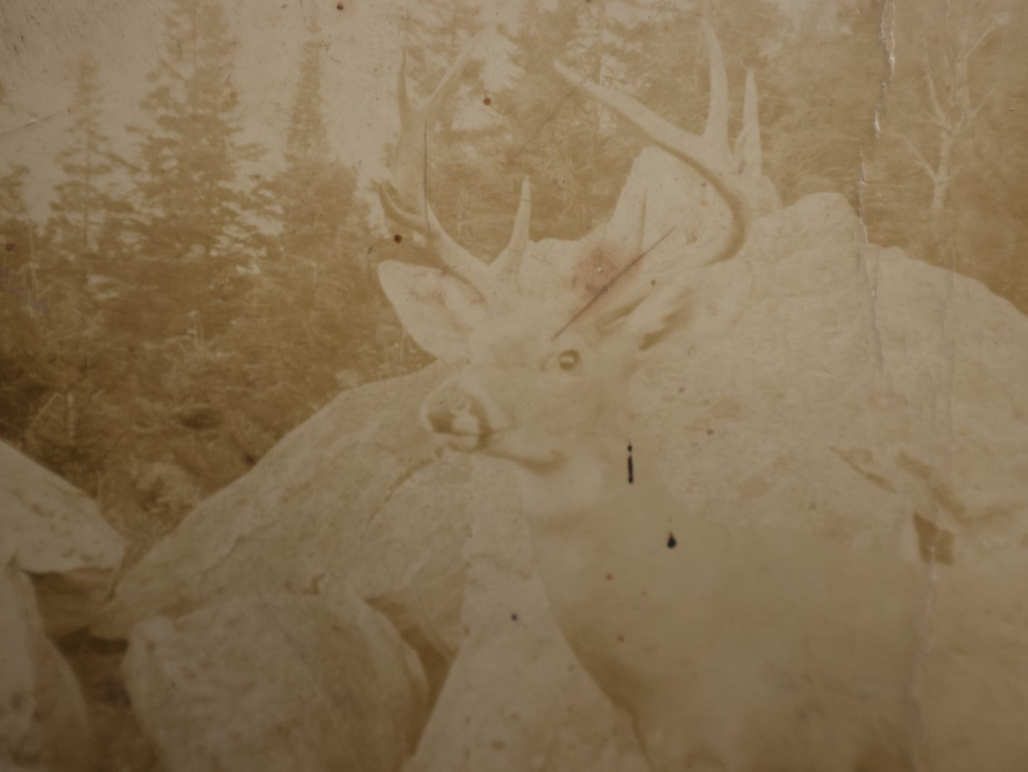 Lot 136 - Unusual Boarded Photograph Of A Deer Or Deer Statue, Mount Washington Railway Back Mark, New Hampshire