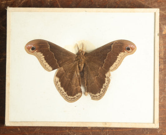 Lot 017 - Antique Callosamia Promethea "Promethea Silkmoth" Slabbed Preparation, Denton Bros Patented Butterfly Tablet, Wellesley, Massachusetts, Copyright 1894 - 5-1/2" x 4-1/4" (Darker Color)
