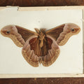 Lot 020 - Antique Callosamia Promethea "Promethea Silkmoth" Slabbed Preparation, Denton Bros Patented Butterfly Tablet, Wellesley, Massachusetts, Copyright 1894 - 4-5/16" x 3-3/8"