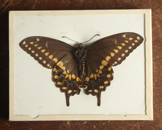 Lot 021 - Antique Papilio Polyxenes "Eastern Black Swallowtail" Slabbed Preparation, Denton Bros Patented Butterfly Tablet, Wellesley, Massachusetts, Copyright 1894 - 4-5/16" x 3-3/8"