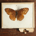 Lot 024 - Antique Argynnis Butterfly Slabbed Preparation, Denton Bros Patented Butterfly Tablet, Wellesley, Massachusetts, Copyright 1894 - 3-3/4" x 3"