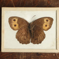 Lot 028 - Antique Cercyonis "Wood Nymph" Butterfly Slabbed Preparation, Denton Bros Patented Butterfly Tablet, Wellesley, Massachusetts, Copyright 1894 - 2-3/4" x 2-1/8" (No Denton Stamp)