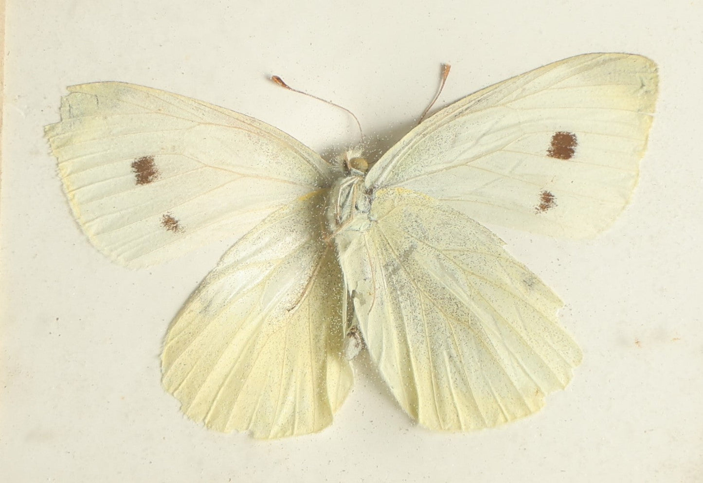 Lot 029 - Antique Pieris Rapae "Cabbage White" Butterfly Slabbed Preparation, Denton Bros Patented Butterfly Tablet, Wellesley, Massachusetts, Copyright 1894 - 2-3/4" x 2-1/8" (White Body)