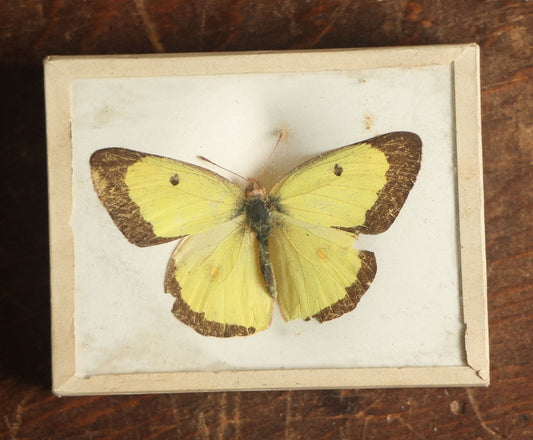 Lot 032 - Antique Colias Scudderii "Willow Sulphur" Butterfly Slabbed Preparation, Denton Bros Patented Butterfly Tablet, Wellesley, Massachusetts, Copyright 1894 - 2-3/4" x 2-1/8"