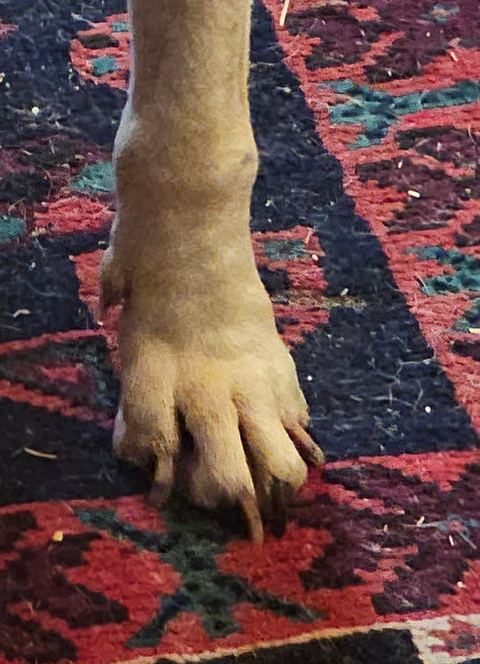 Lot 004 - Spotty's Paw