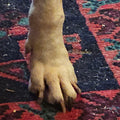 Lot 004 - Spotty's Paw
