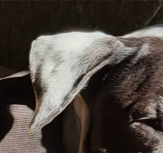 Lot 005 - Spotty's Ear