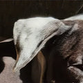 Lot 005 - Spotty's Ear