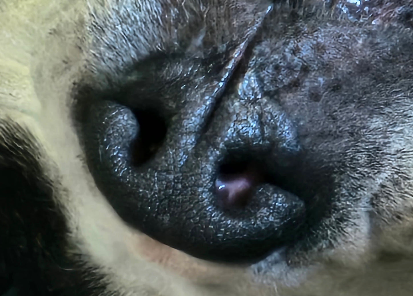 Lot 001 - Spotty's Snoot