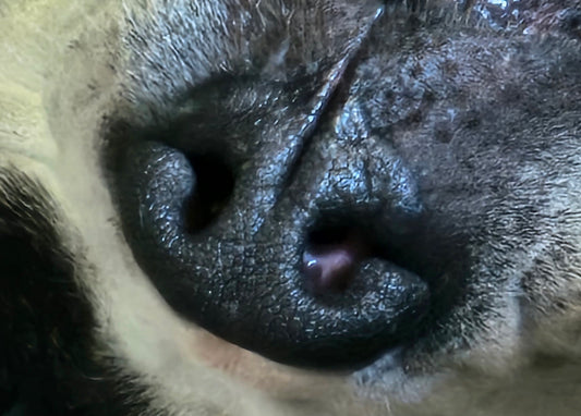 Lot 001 - Spotty's Snoot