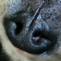 Lot 001 - Spotty's Snoot