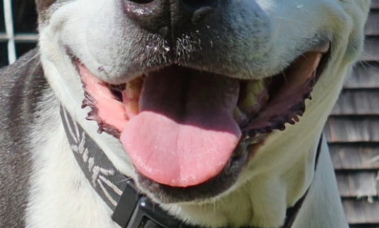 Lot 003 - Spotty's Smile