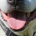 Lot 003 - Spotty's Smile