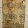 Lot 001 - 19th Century Canvas Anatomy Chart, Cutter's District School Anatomical Outline Plate No. 3, Copyright 1894 By Calvin Cutter, Massachusetts, Note Heavy Wear, Relined On Modern Canvas, 29" x 18-1/2"