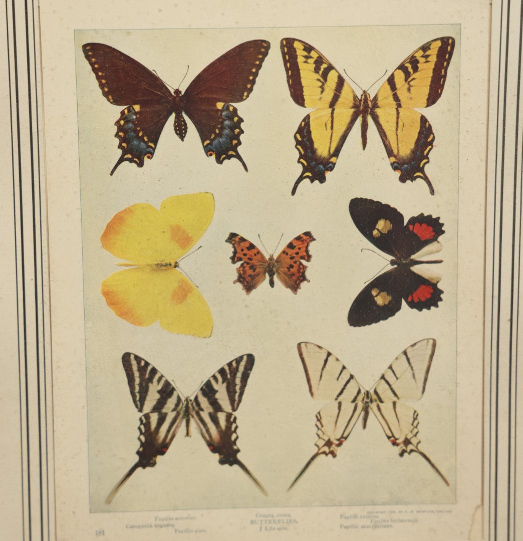 Lot 032 - Butterflies Antique Framed Book Plate Lithograph, Copyright 1900 By A.W. Mumford, Chicago, With Partial Movie Poster Backing Board