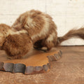Lot 004 - Antique Spotted Skunk Taxidermy With Real Skull In Mount, Heavily Worn Condition, Dated 1899