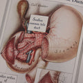 Lot 110 - Antique Illustrated "Gland Therapy" Book, With Full Color Medical Plates, By Reed And Carnrick, 1924, For The Physician