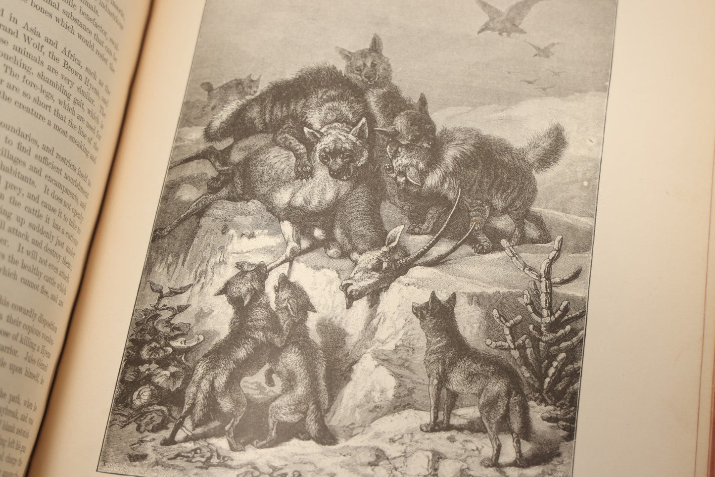Lot 009 - Pair Of Antique Illustrated Zoology Books, "Animate Creation: Our Living World, A Natural History" By Reverend J.G.Wood, Copyright 1885, Volume I: Mamalia, And Volume Iv Birds