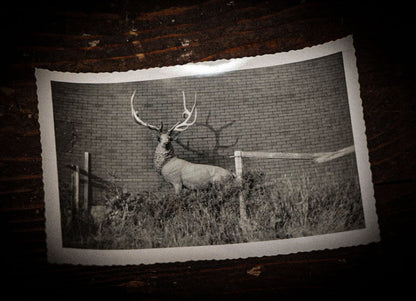 12/12/2024 AUCTION PHOTO GALLERY