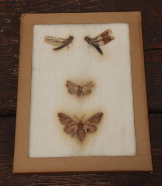 Lot 022 - Vintage Collection Of Dragonfly And Moth Specimens In Riker Case, Collected In New York, Circa 1964, Labels On Back