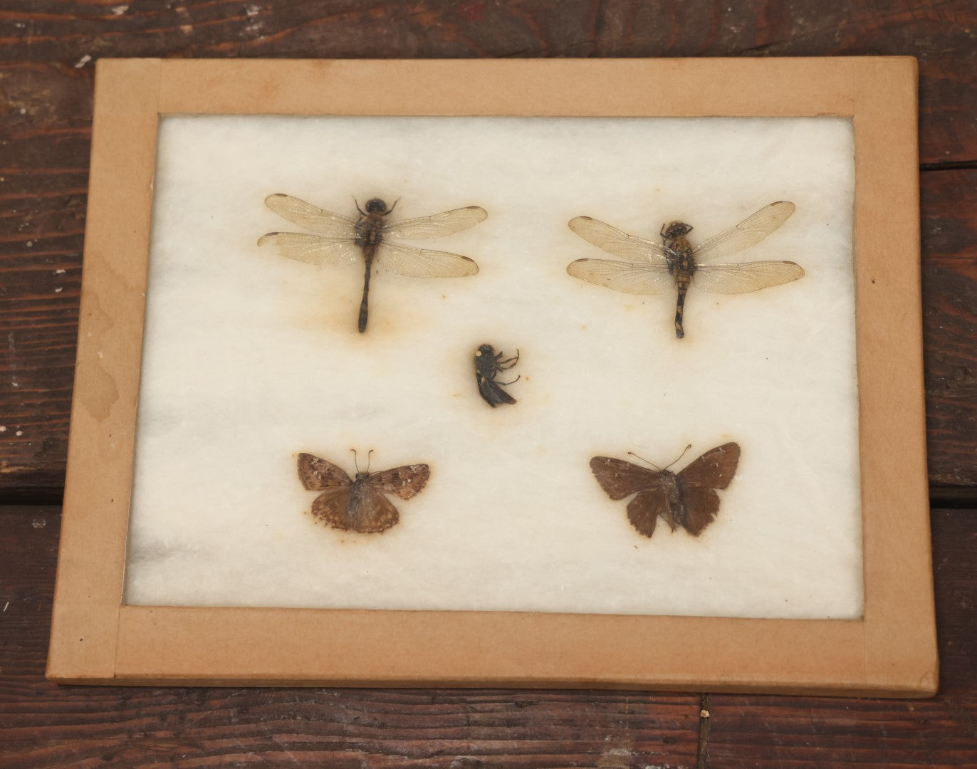 Lot 024 - Vintage Collection Of Dragonfly, Moth, And Insect Specimens ...