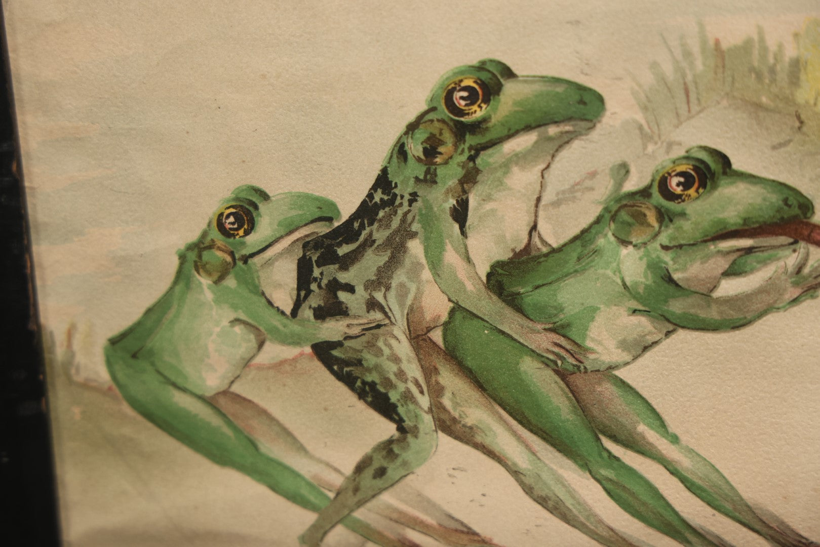 Lot 054 - Antique Lithograph Print, "Tug Of War," Frogs Fighting Over Work With Chicks, In Frame, No Glass, 17-1/4" X 8-1/4"